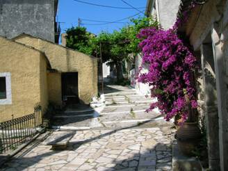 Bougainvillea and vine